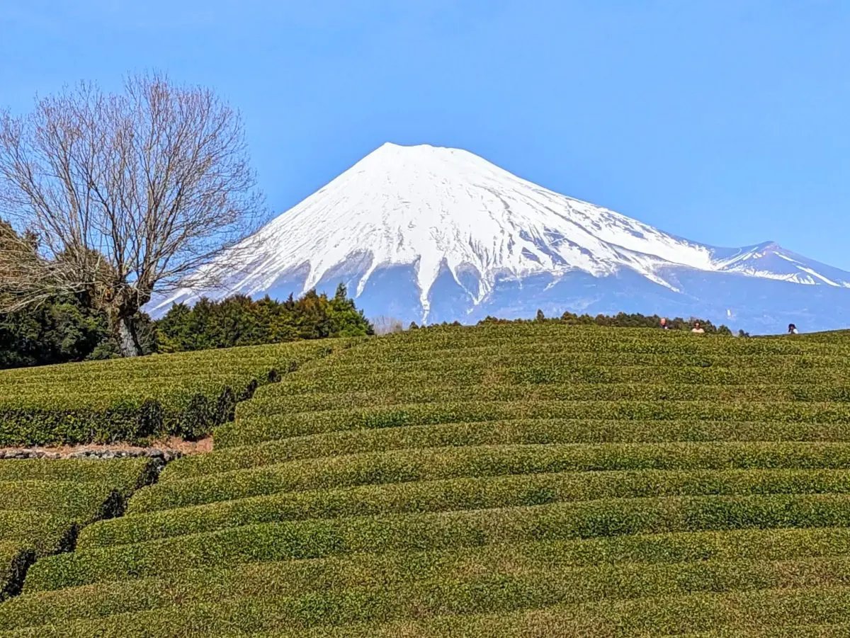 🍵 오부치 차밭(오부치 사사바) 이미지 1